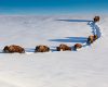 Wildlife photography of a line of wild bison making their meandering way through deep snow in Yellowstone 