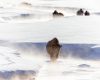 Wildlife photography of a wild bison leading a small group through a misty Winter creek in Yellowstone National Park