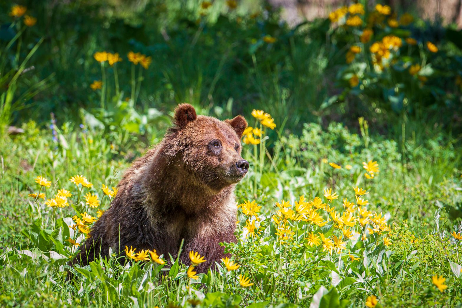 Wildlife photography of a Grizzly Bear sitting in a meadow of blooming Arrowleaf wildflowers