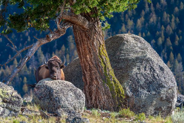 Wildlife photography of an American Bison cow resting her head on a Nurse Rock near a Douglas Fir in Yellowstone National Park