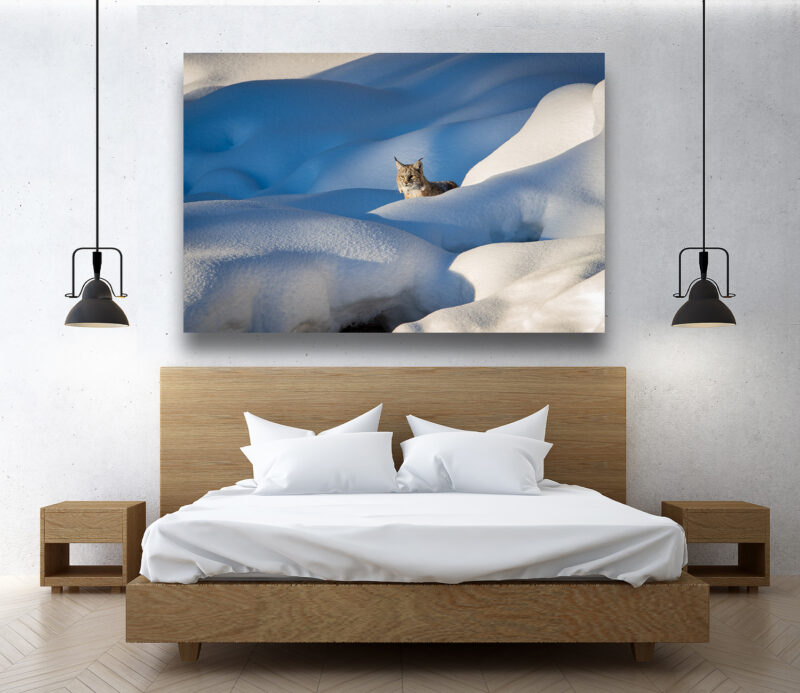 In the Snow Pillows - Wildlife Photography Lumachrome Print by Cindy Goeddel