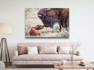 90 Seconds Old - Wildlife Photography Lumachrome Print by Cindy Goeddel