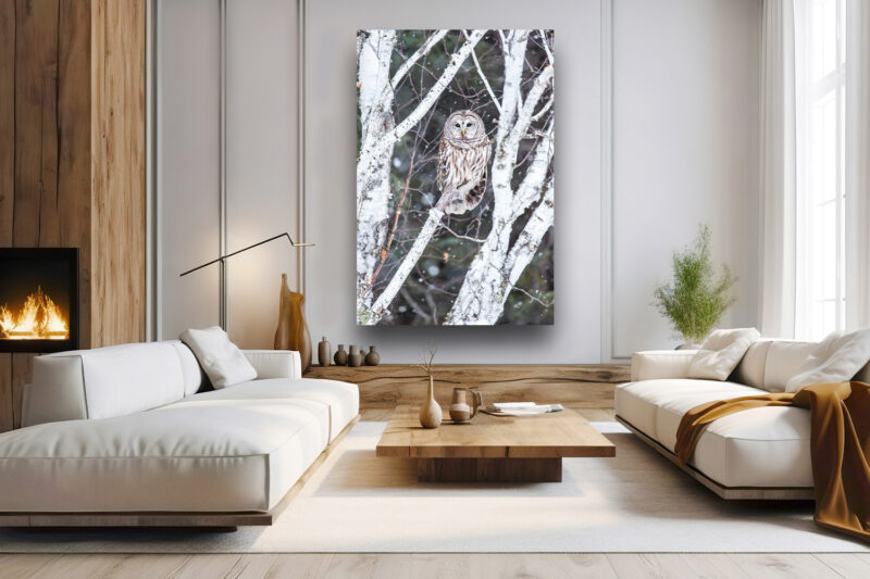 Barred Owl Birch Perch - Wildlife Photography Lumachrome Print by Cindy Goeddel