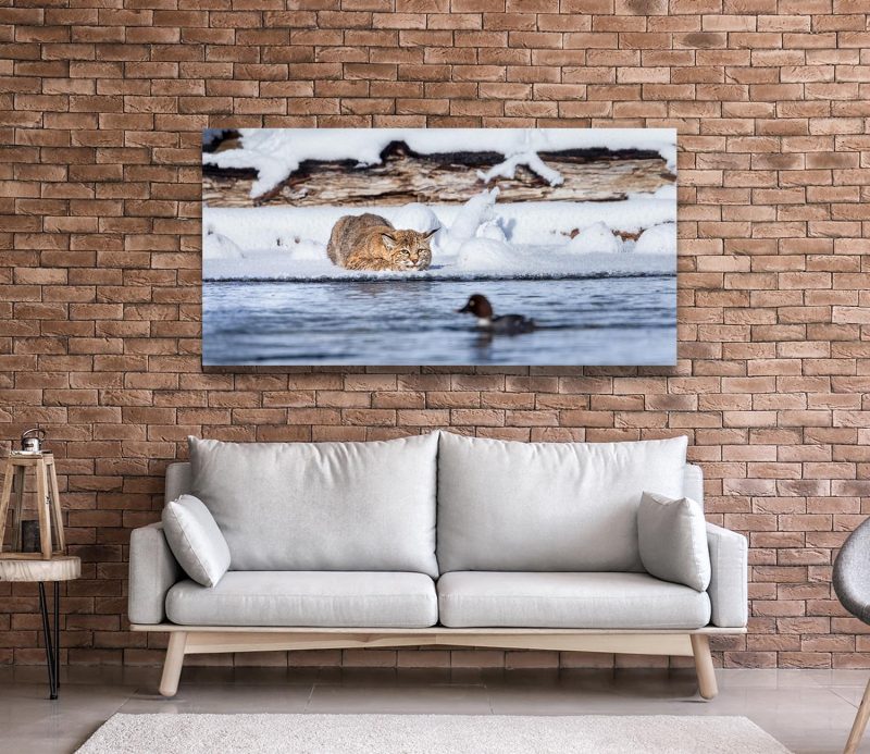 Waterfowl, the Special of the Day - Wildlife Photography Lumachrome Print by Cindy Goeddel