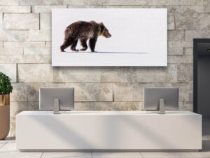 Grizzly Cub in Spring Snow - Wildlife Photography Lumachrome Print by Cindy Goeddel