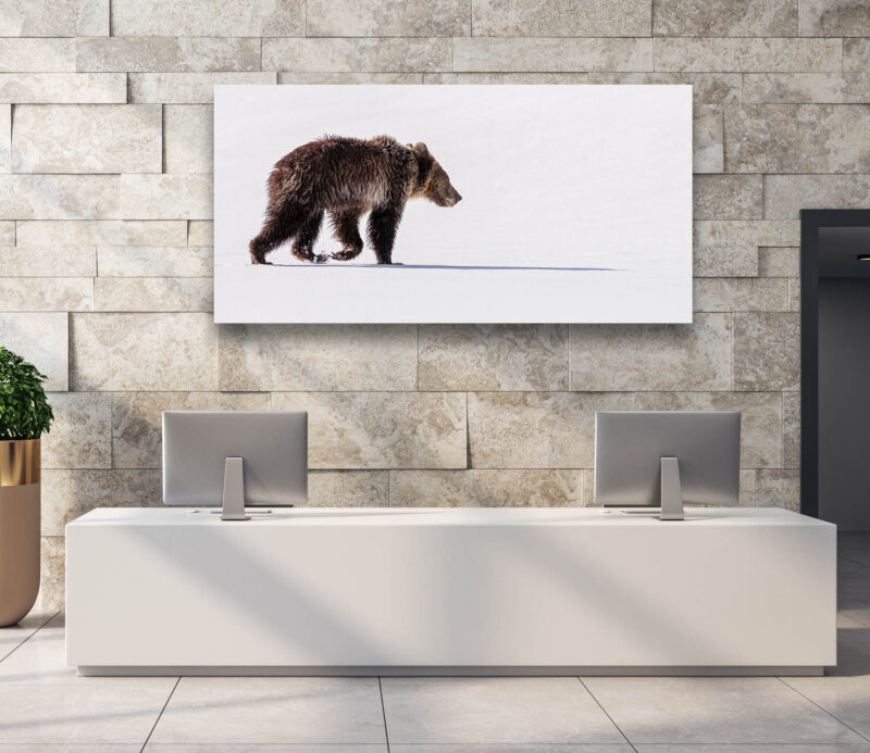Grizzly Cub in Spring Snow - Wildlife Photography Lumachrome Print by Cindy Goeddel