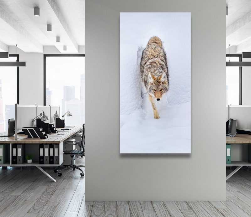 Looking Up - Wildlife Photography Lumachrome Print by Cindy Goeddel