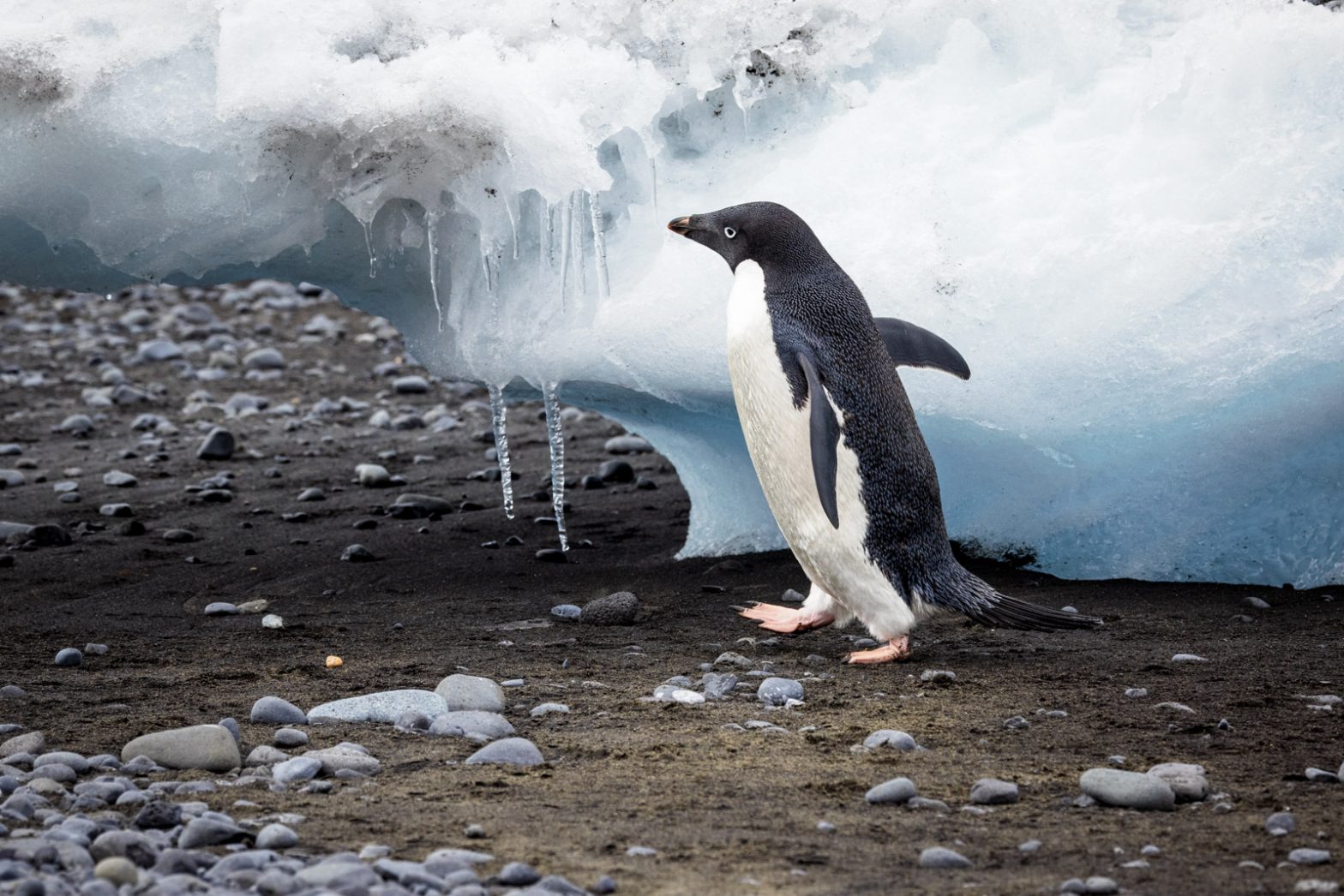 Follow Cindy Goeddel as she journeys through the Antarctica Sound.