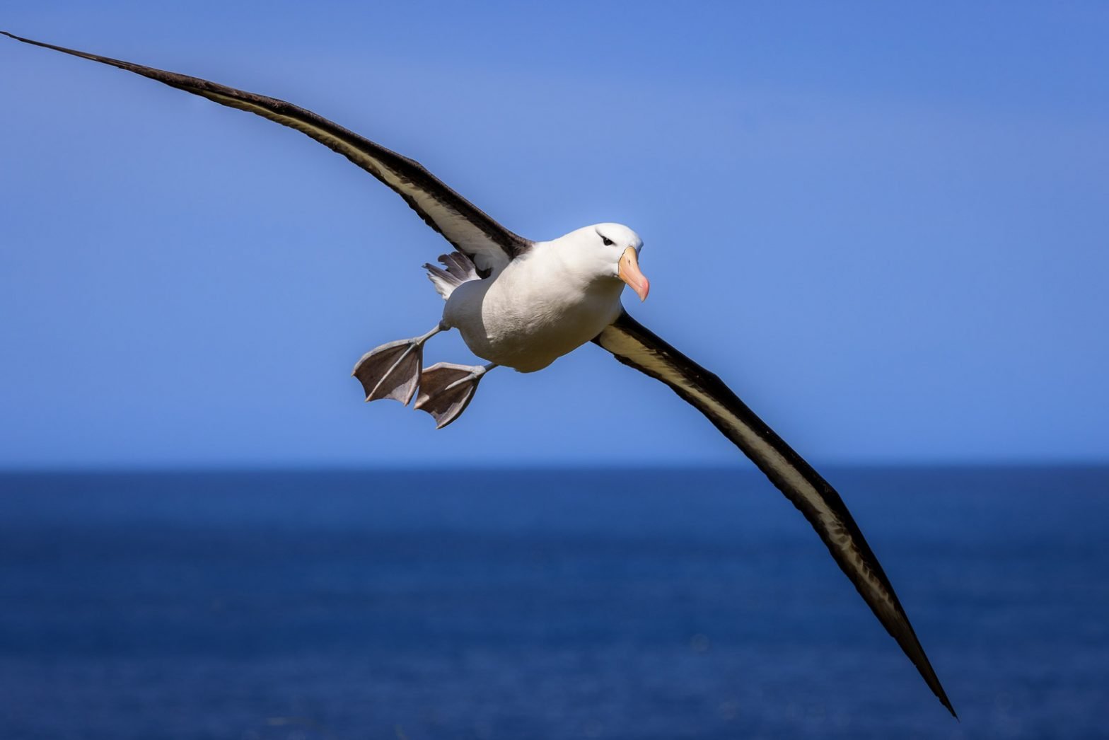 Why is the Albatross so remarkable?  It can spend over a year at sea without ever touching land.  It sleeps while flying on autopilot, one part of the brain sleeping while another part navigates.