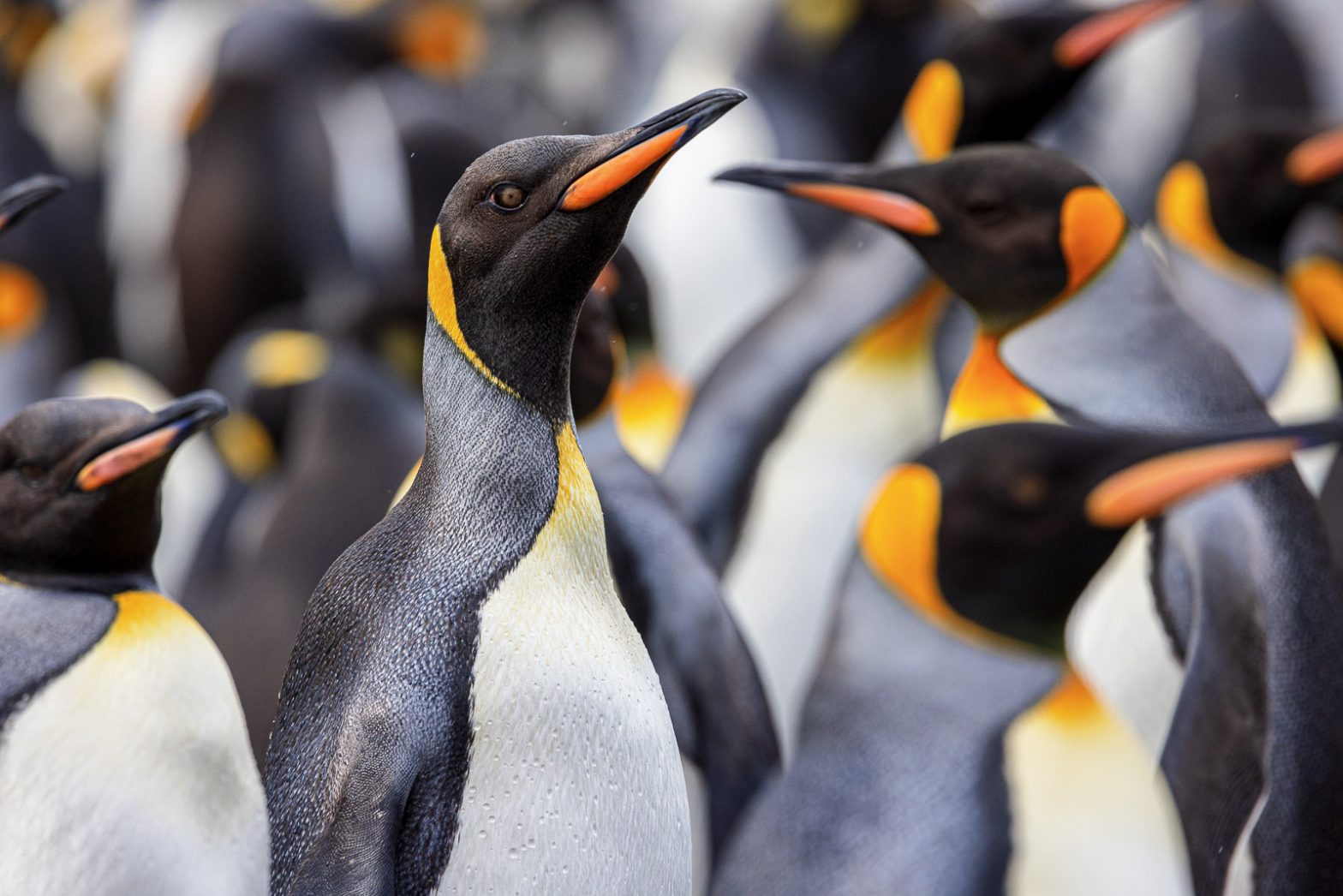 Why are young King Penguins called oakum boys?