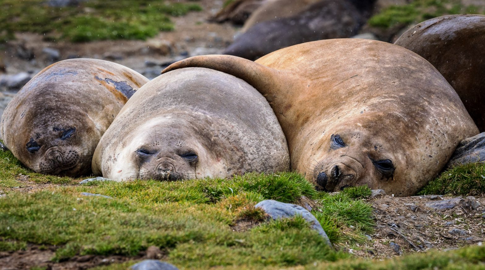 Why are Southern Elephant Seal Pups called Weaners?