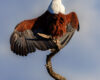 Wildlife photography of an African Fish Eagle perched on a twisted branch with spread wings in Botswana.