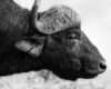 Wildlife photography of an African Buffalo profile in black & white.