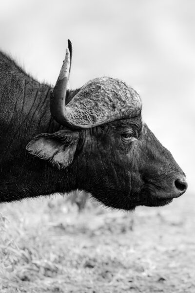 Wildlife photography of an African Buffalo profile in black & white.