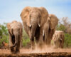 Wildlife photography of a herd of African Bush Elephants marching to the watering hole