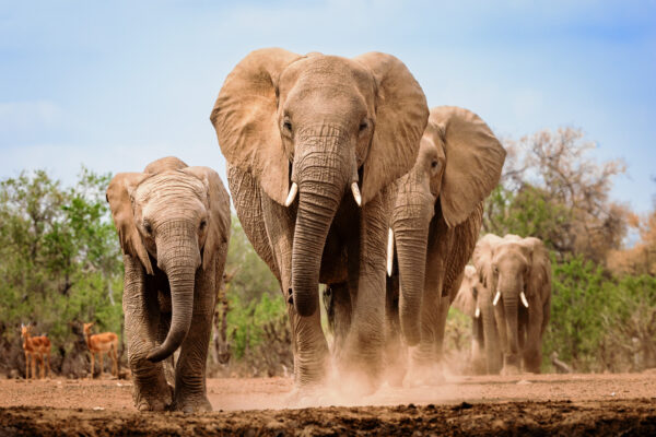 Wildlife photography of a herd of African Bush Elephants marching to the watering hole