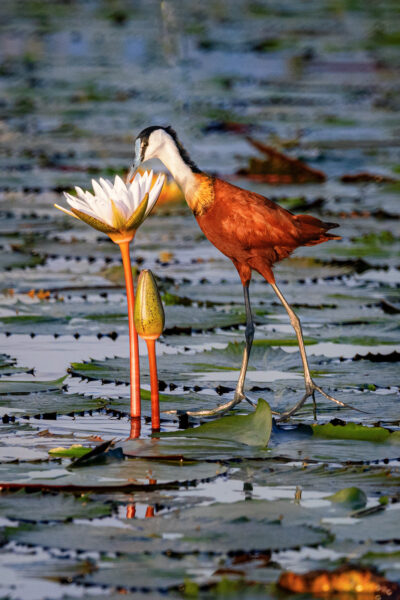 Wildlife photography of an African Jacana walking on water lilies  