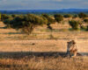 Wildlife photograph of a male African Lion laying in the shade, surveying the Botswana savannah. 
