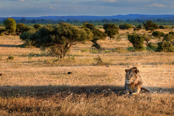 Wildlife photograph of a male African Lion laying in the shade, surveying the Botswana savannah. 