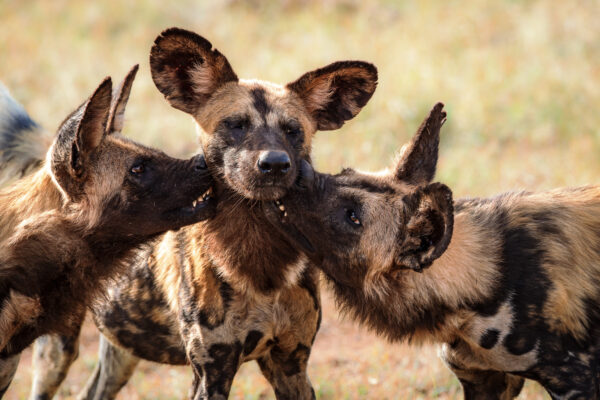 Wildlife photography of three African Wild Dog play fighting