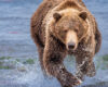 Wildlife photography of an Alaskan Brown Bear running towards you, chasing sockeye salmon.