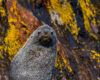 Wildlife photography of an Antarctic Fur Seal with a colorful rocky background of yellow-and-orange-lichen in Cooper Bay, South Georgia.