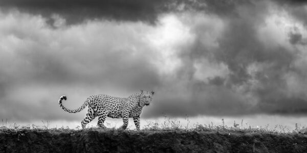 Black & White Wildlife photography of a Leopard walking along an edge with a stormy sky