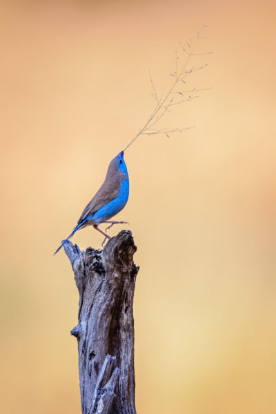 Wildlife photography of a Blue Waxbill bird waving grass in his beak, dancing on a stump. 