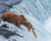 Wildlife photography of the Brown Bear called Grazer at the top of Brooks Falls with a fish jumping into her mouth. 