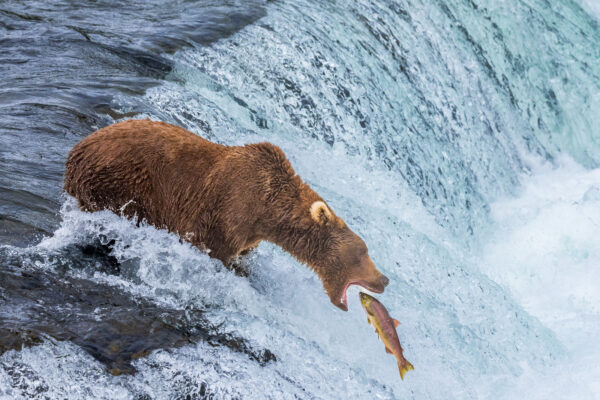 Wildlife photography of the Brown Bear called Grazer at the top of Brooks Falls with a fish jumping into her mouth. 
