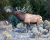 Wildlife photography of a Bull Elk bugling with cold breath vapor