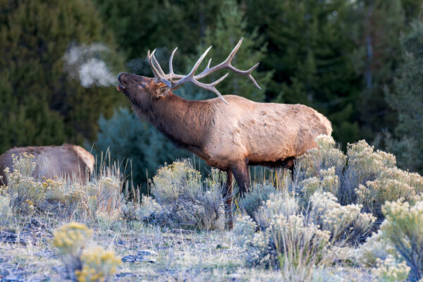 Wildlife photography of a Bull Elk bugling with cold breath vapor