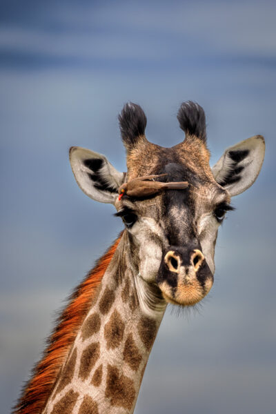 Wildlife photography of Giraffe head with a Red-billed Oxpecker perched on its face