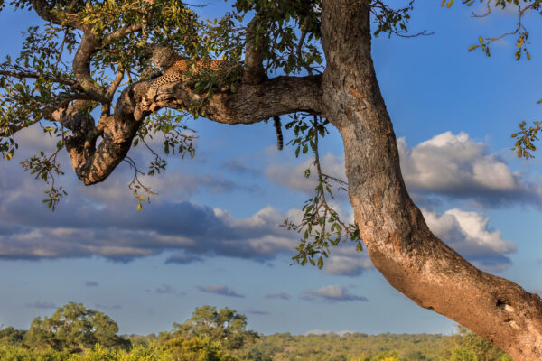 Wildlife photography of a Leopard laying in a tree in Mala Mala, South Africa