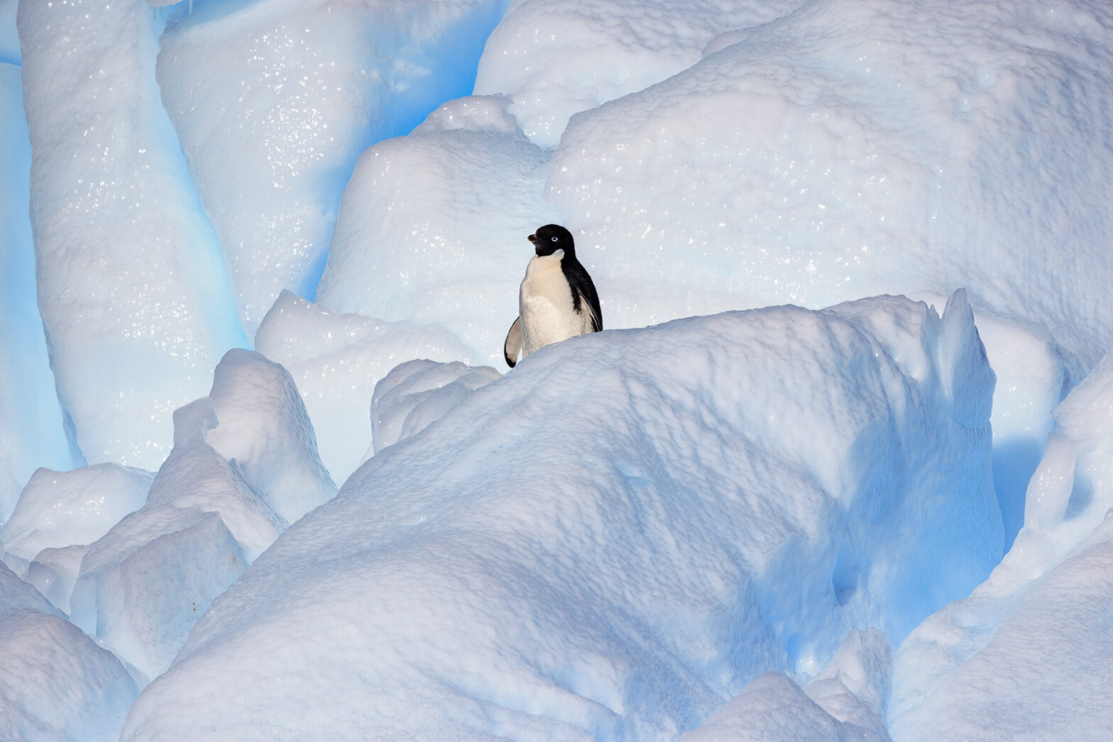 Wildlife photography of a lone Adelie Penguin atop an iceberg in Antarctica.