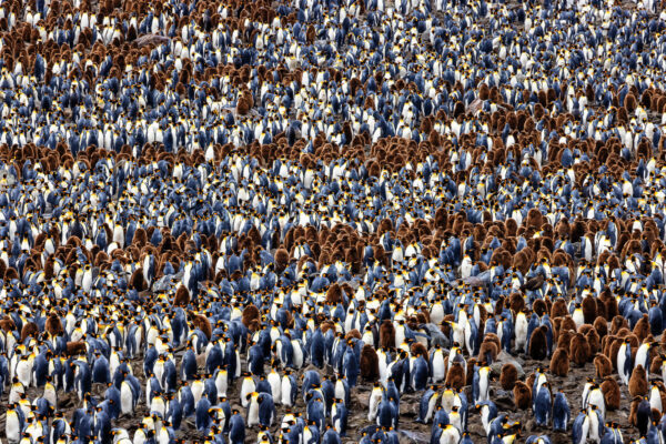 Wildlife photography of a massive colony of young and adult King penguins in Saint Andrews Bay