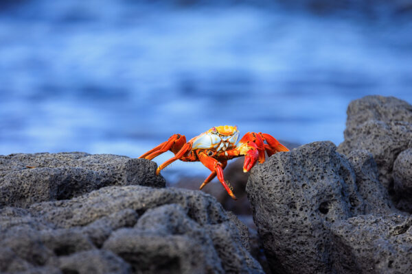 Wildlife photography of a Sally Lightfoot Crab on lava rocks in the Galapagos.