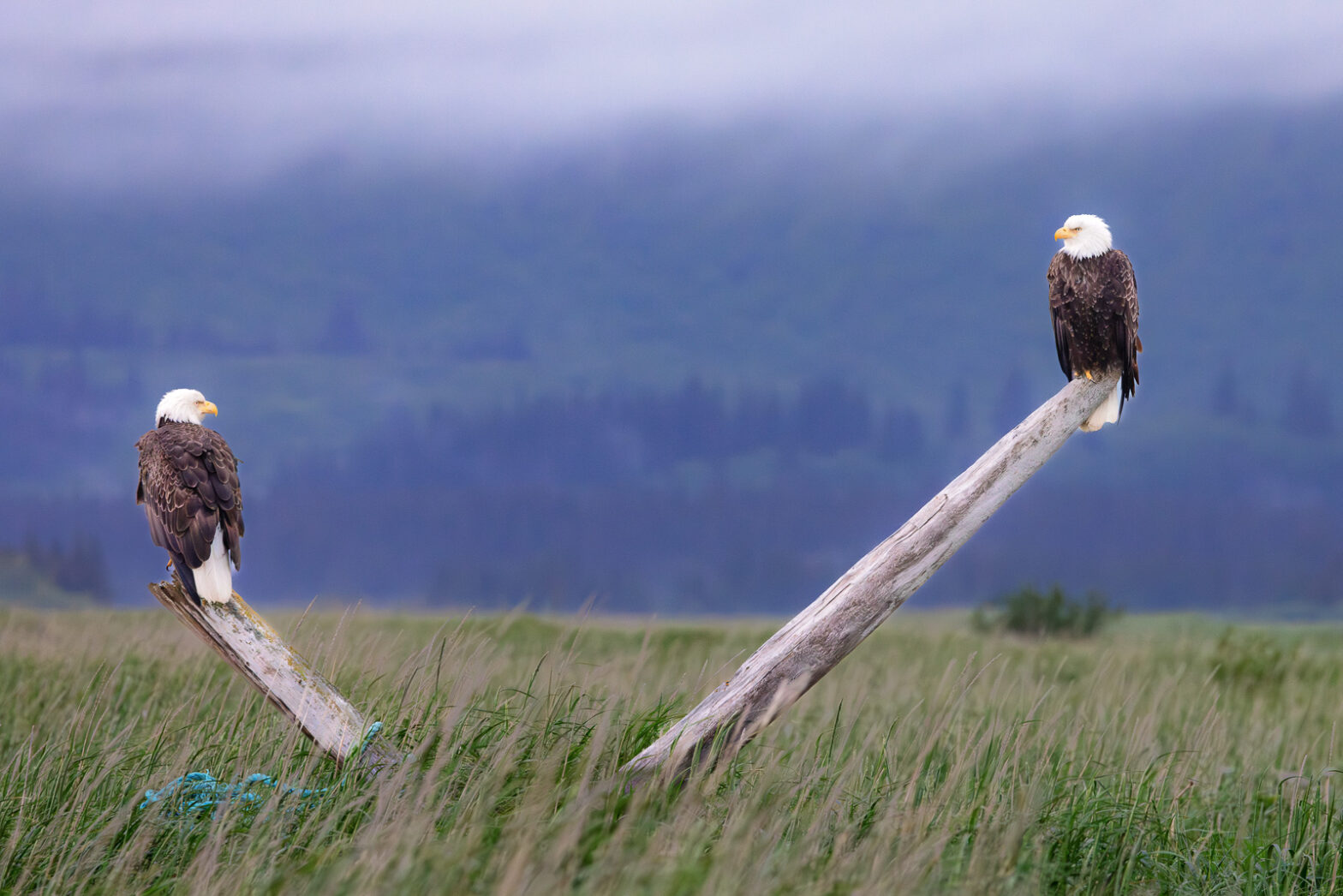 Wildlife photography of two Bald Eagles perched on driftwood in Alaska.