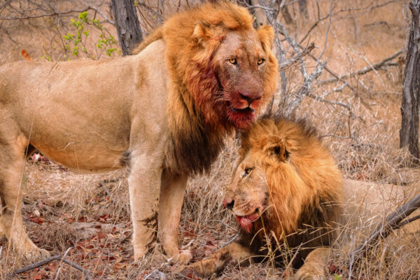 Wildlife photography of Two male lions with bloody faces, their heads touching.
