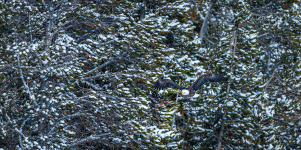 Wildlife photograph of a Bald Eagle as it flies against a stunning snowy forest background.