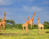 Wildlife photography of four giraffes standing in an expansive field of yellow devil’s thorn flowers in Botswana.