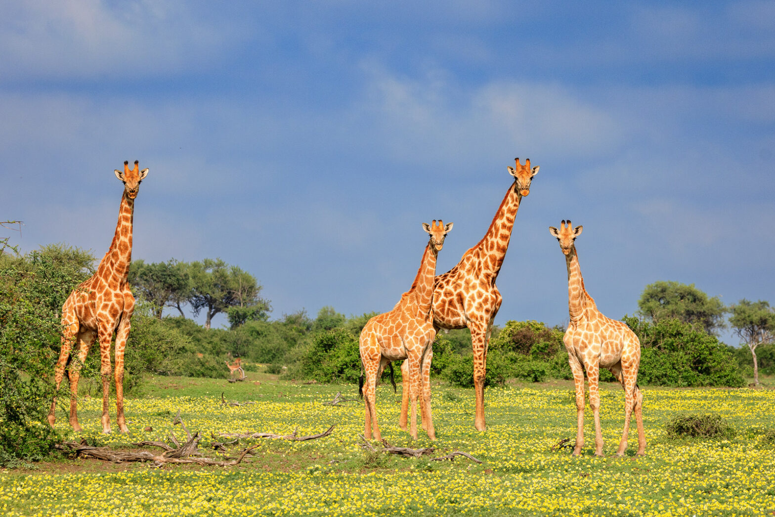 Wildlife photography of four giraffes standing in an expansive field of yellow devil’s thorn flowers in Botswana.