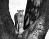 Wildlife photography of a black and white photograph of a leopard standing framed by a trio of tree trunks.