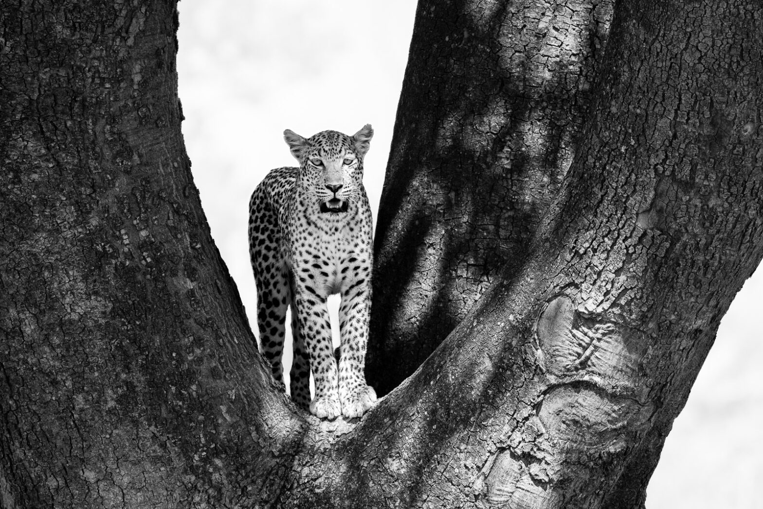 Wildlife photography of a black and white photograph of a leopard standing framed by a trio of tree trunks.