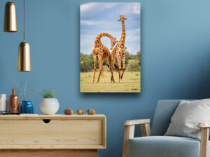 Gyrating Giraffes - Wildlife Photography Lumachrome Print by Cindy Goeddel