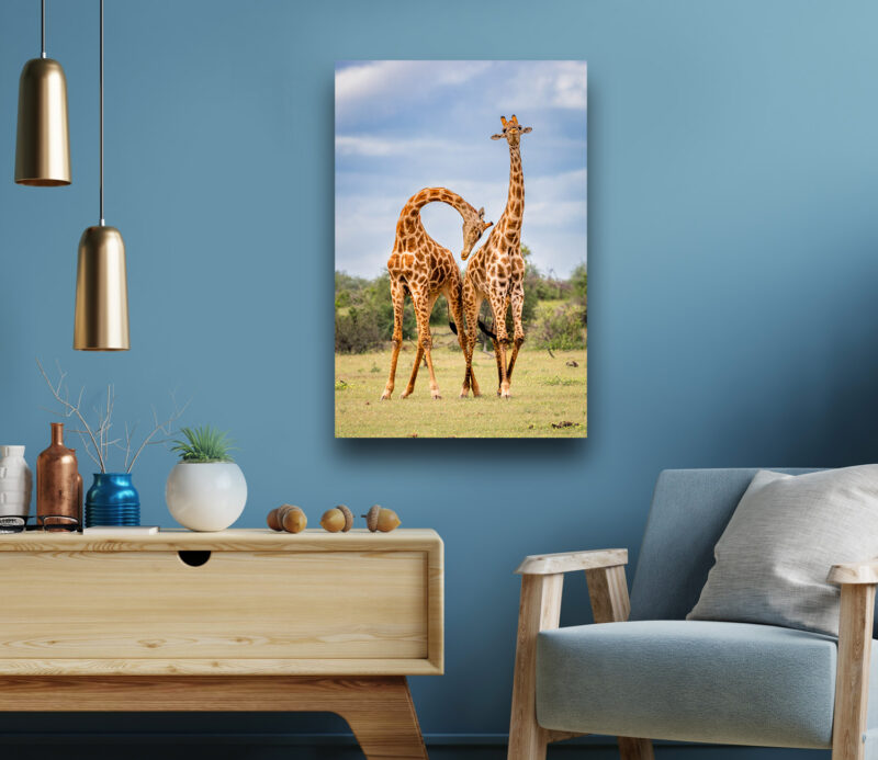 Gyrating Giraffes - Wildlife Photography Lumachrome Print by Cindy Goeddel