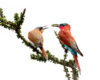 High-Key Portrait: Southern Carmine Bee-eaters with Bee Prey