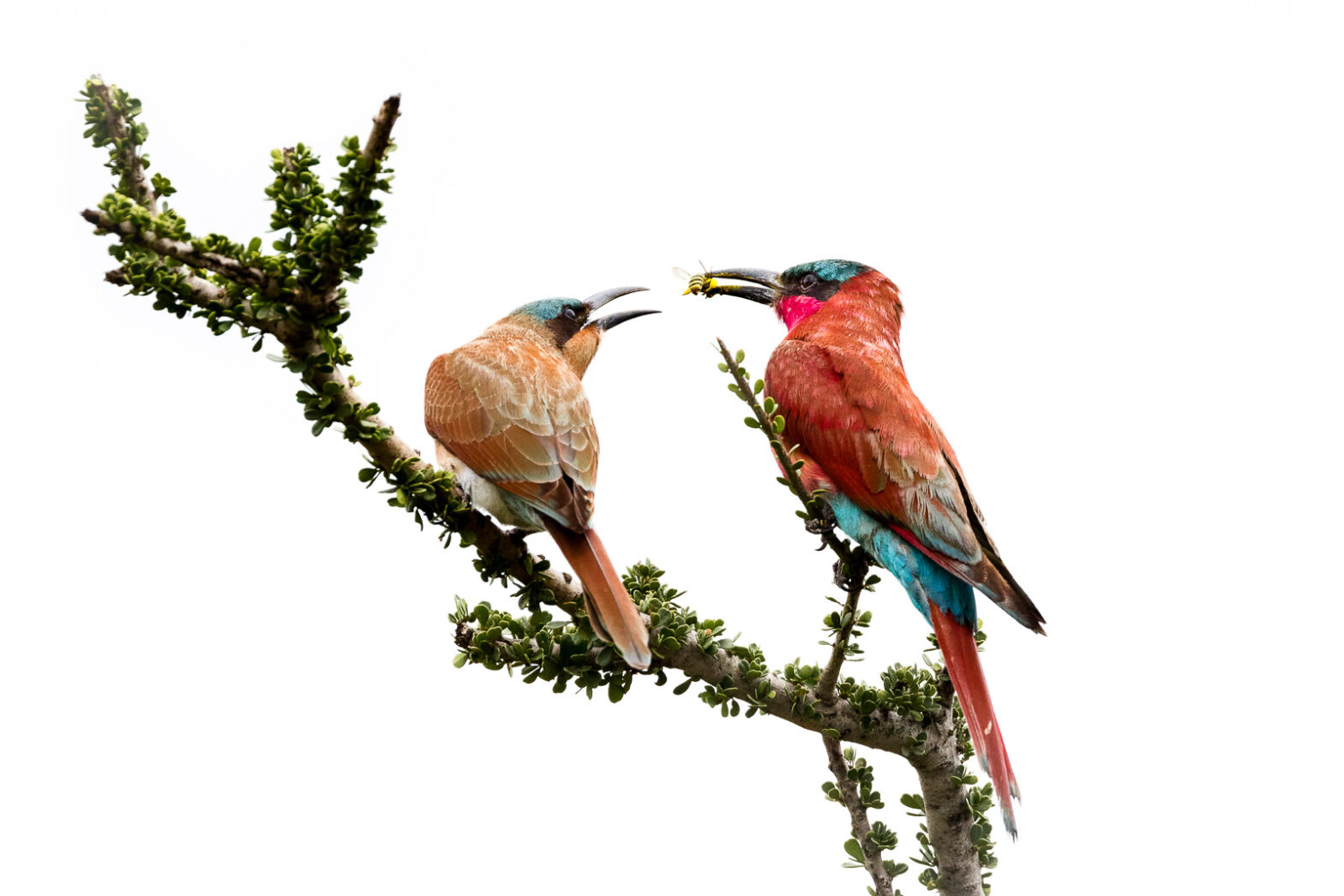 High-Key Portrait: Southern Carmine Bee-eaters with Bee Prey