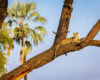 Wildlife photography of a leopard lying high in a huge tree in Africa with a palm tree in the background.