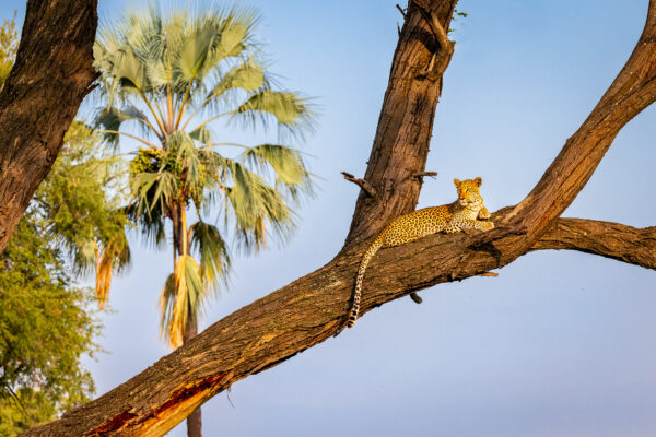 Wildlife photography of a leopard lying high in a huge tree in Africa with a palm tree in the background.